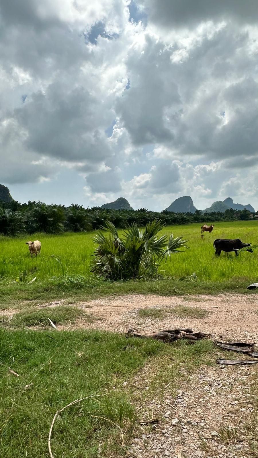 Rice fields and betel palms in South Thailand